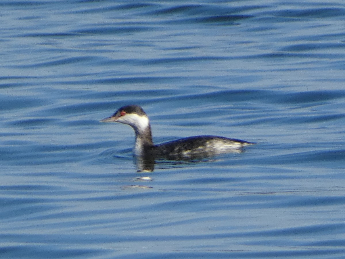 potápka žlutorohá - ML646685882