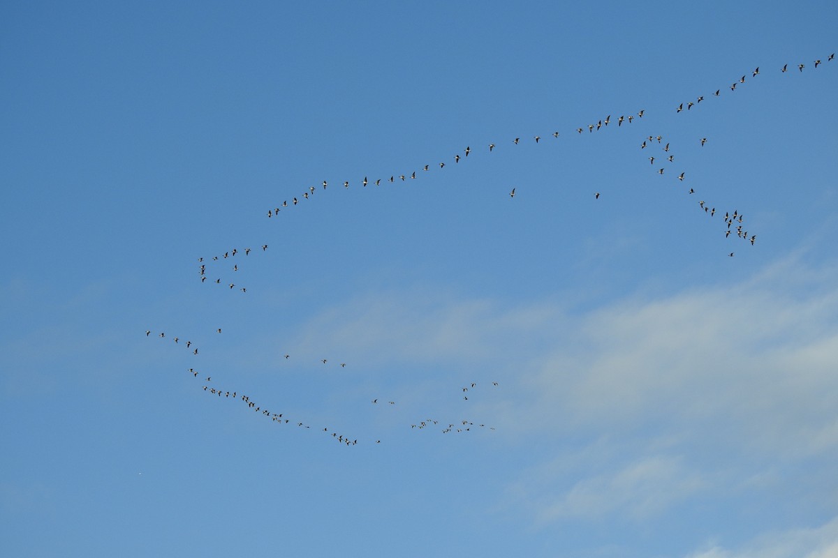 Ánsar Piquicorto - ML646685886