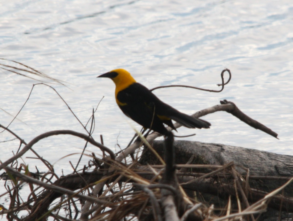 Sarı Karınlı Kiskal - ML646685889