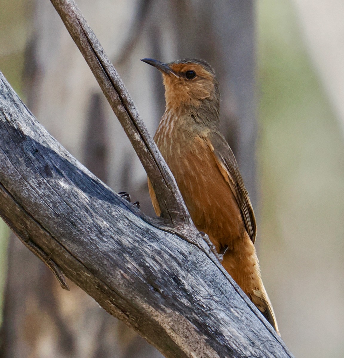 Rufous Treecreeper - ML646685894