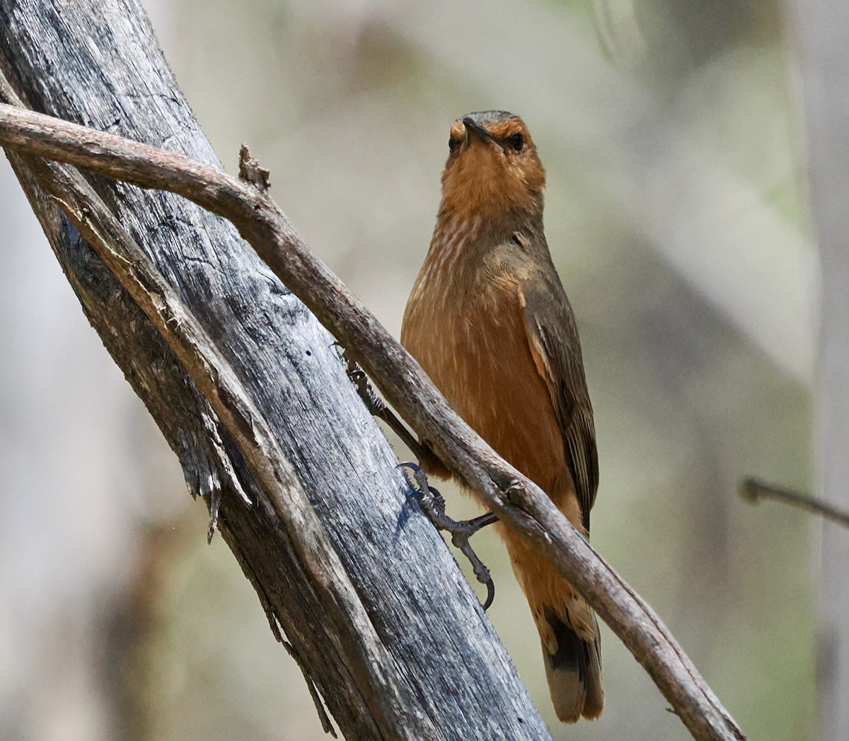 Rufous Treecreeper - ML646685895