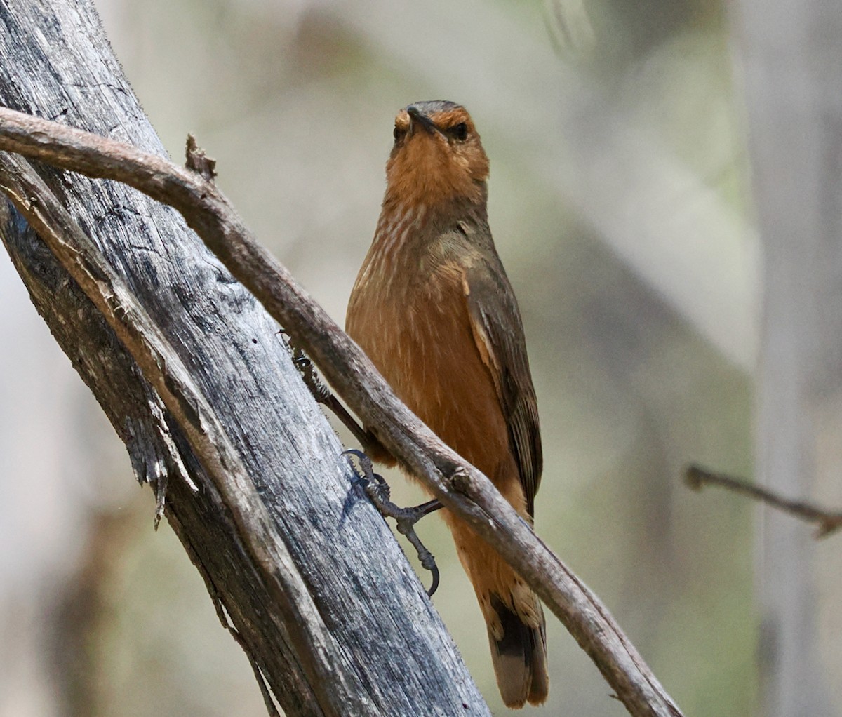 Rufous Treecreeper - ML646685896