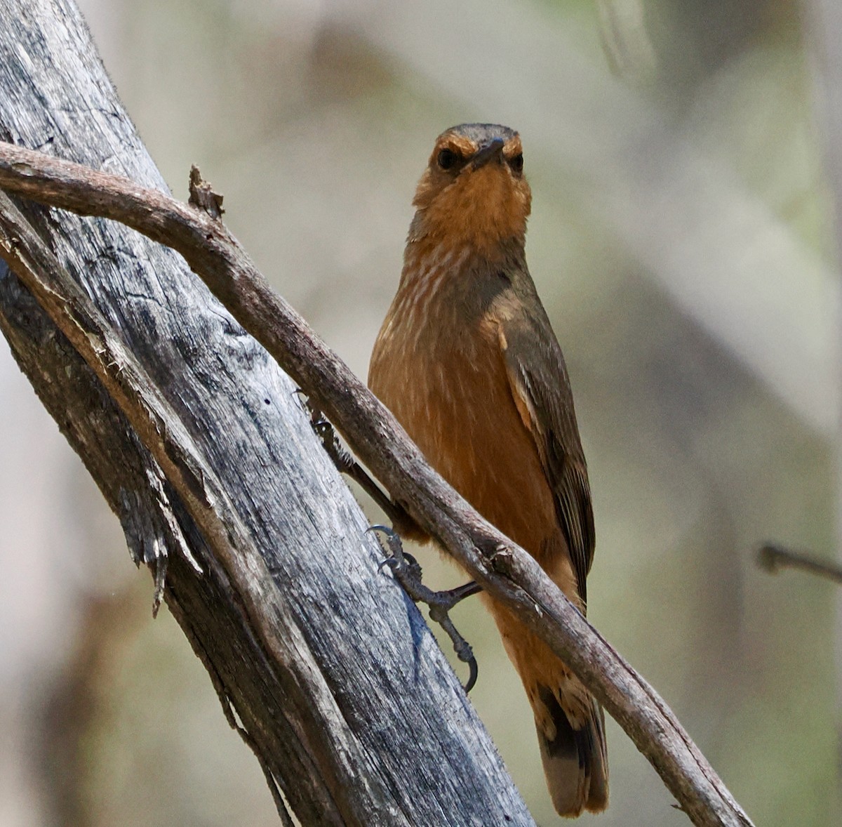 Rufous Treecreeper - ML646685897