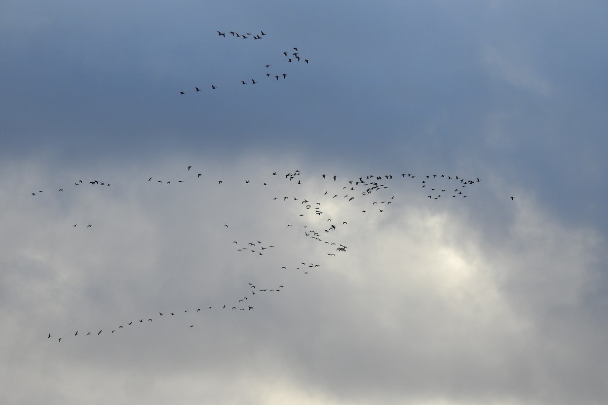 Ánsar Piquicorto - ML646685898