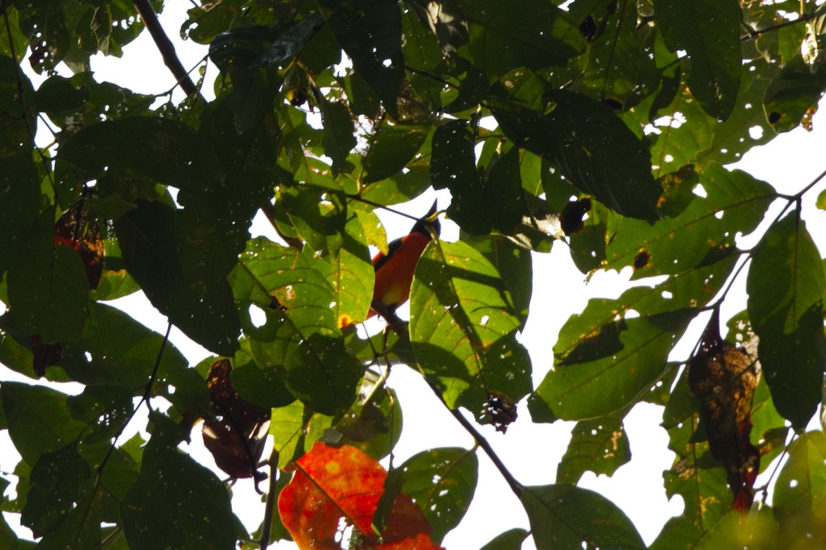 赤紅山椒鳥 - ML646685906