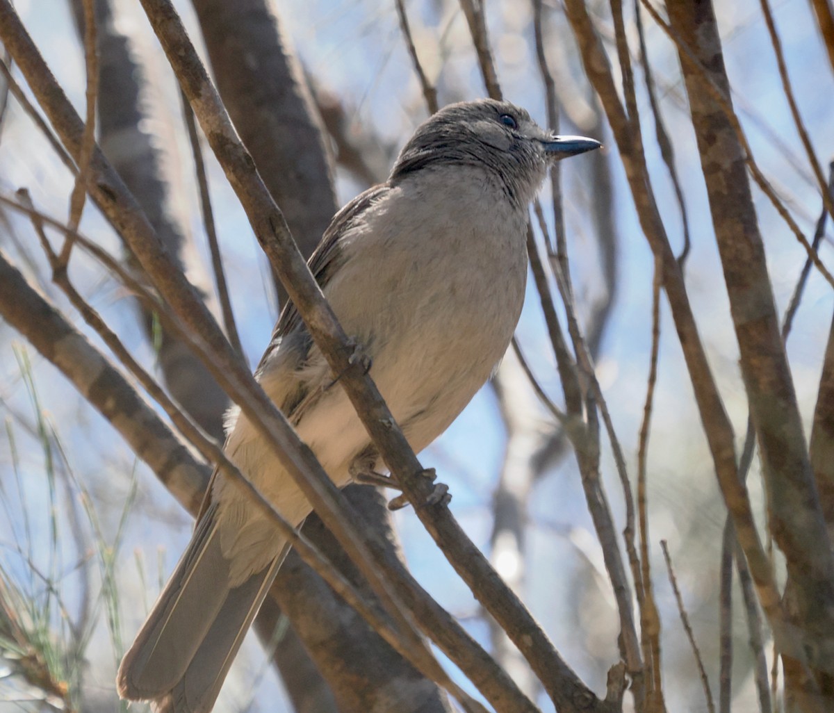Gray Shrikethrush - ML646685907