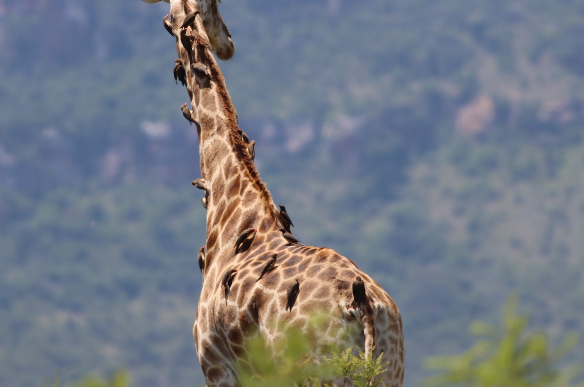 Red-billed Oxpecker - ML646685908