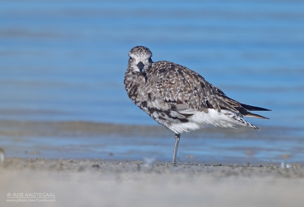 Pivieressa - ML646685909