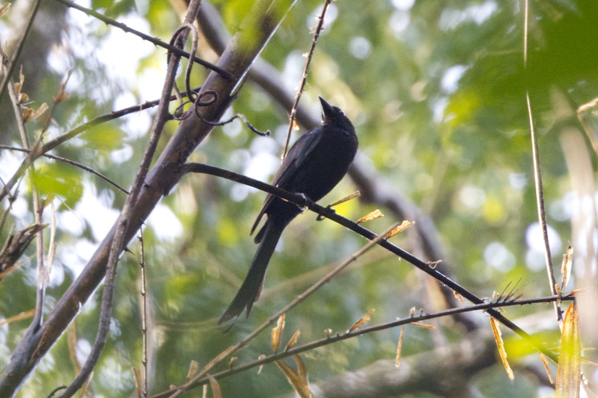Andaman Drongo - ML646685913