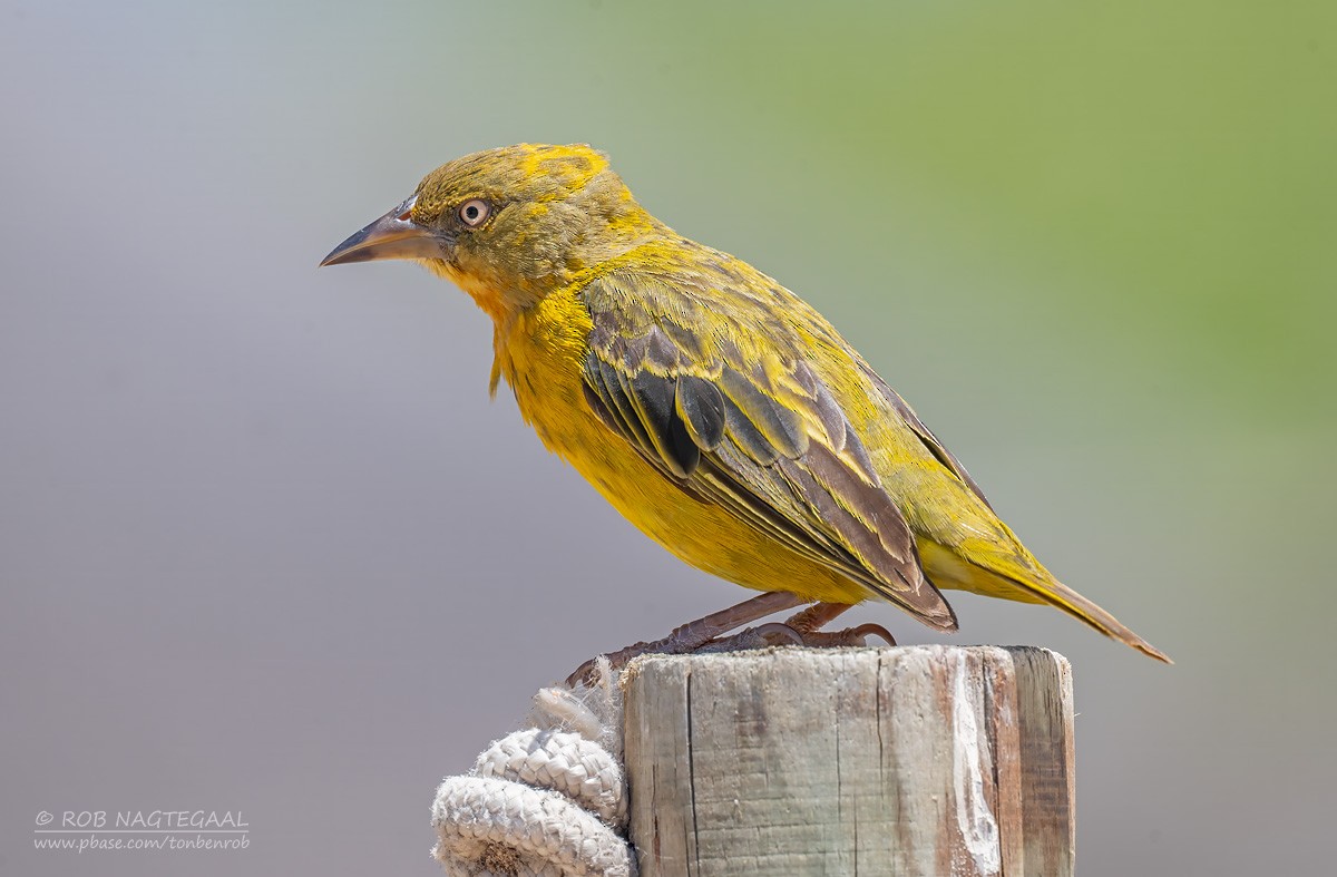 Cape Weaver - ML646685914