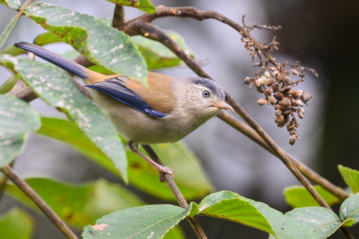 Blue-winged Minla - ML646685917