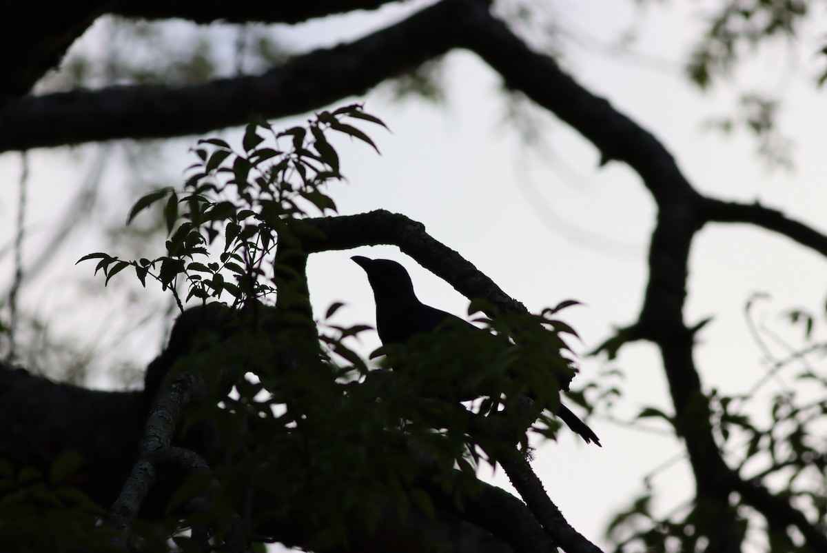 Rotschwingenstar - ML646685918