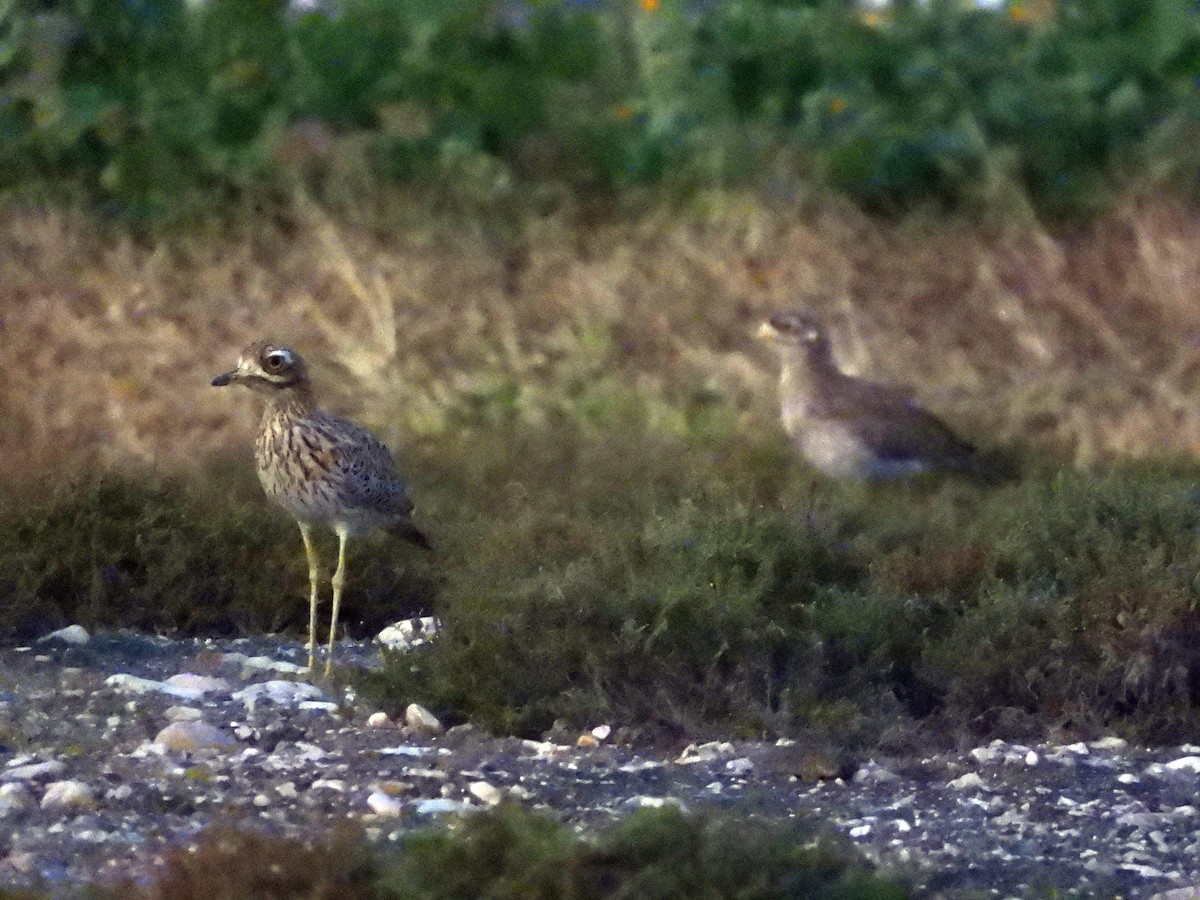 Spotted Thick-knee - ML646685919