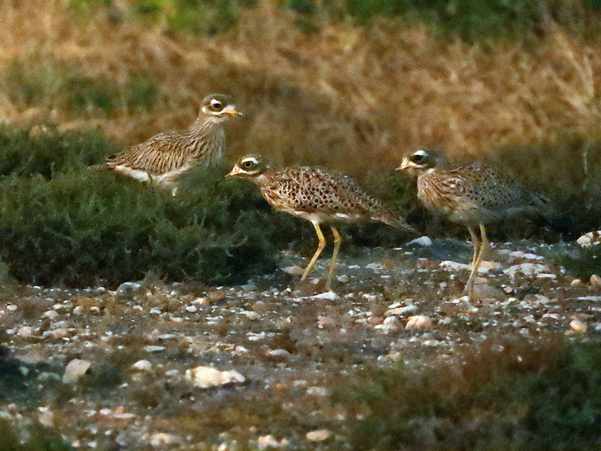 Spotted Thick-knee - ML646685920