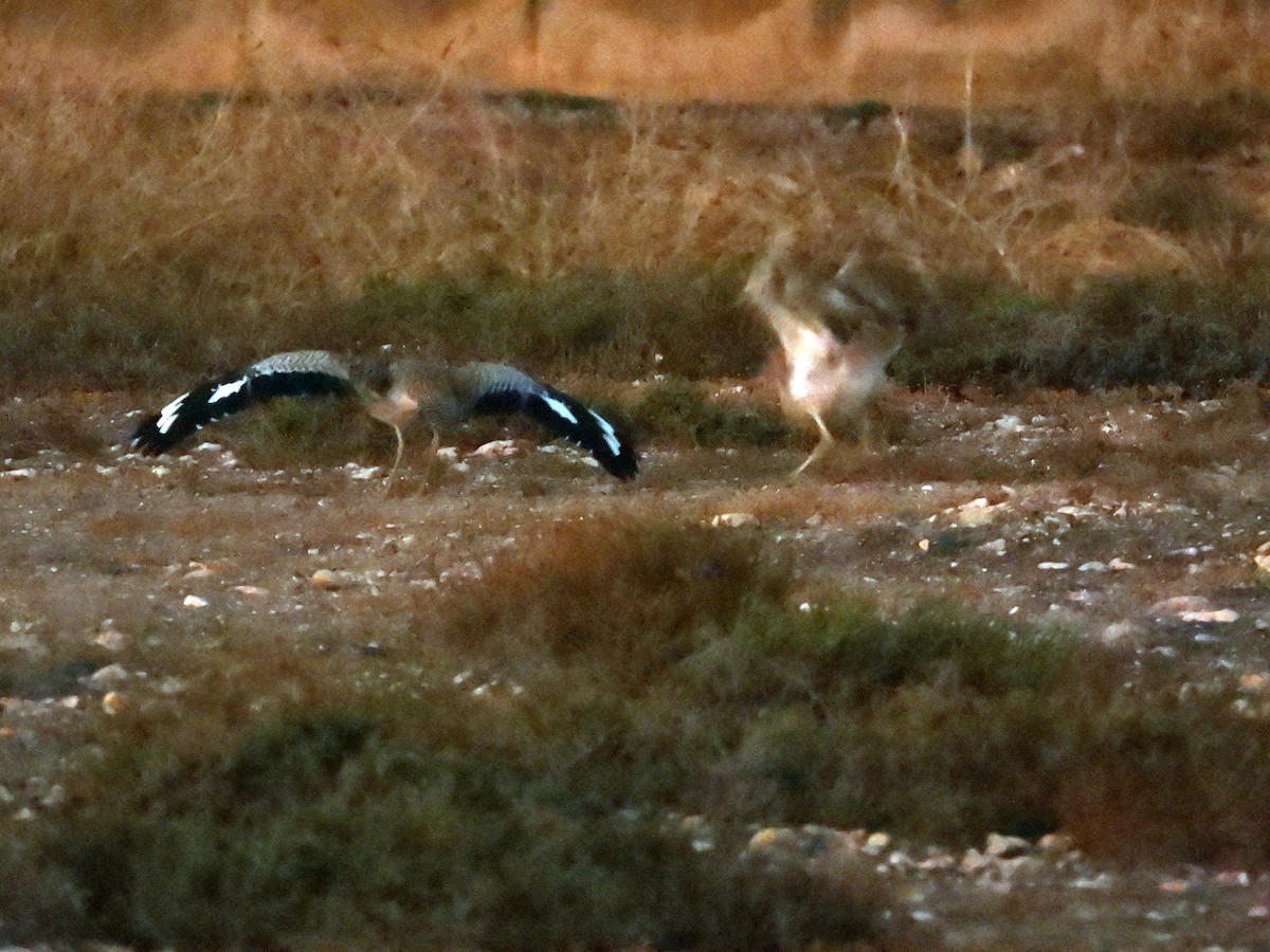 Spotted Thick-knee - ML646685922