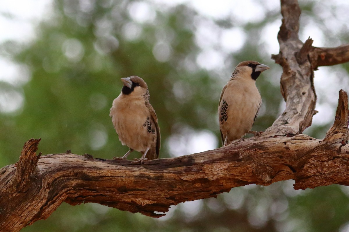シャカイハタオリ - ML646685924