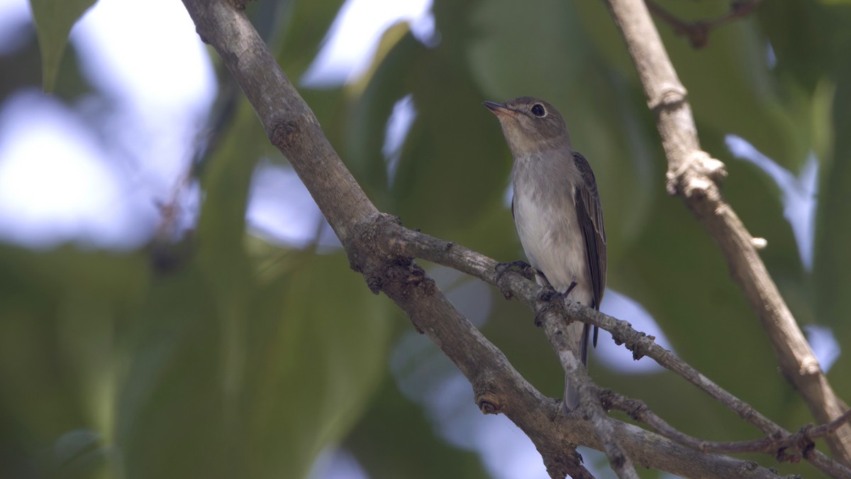 Kahverengi Sinekkapan - ML646685931