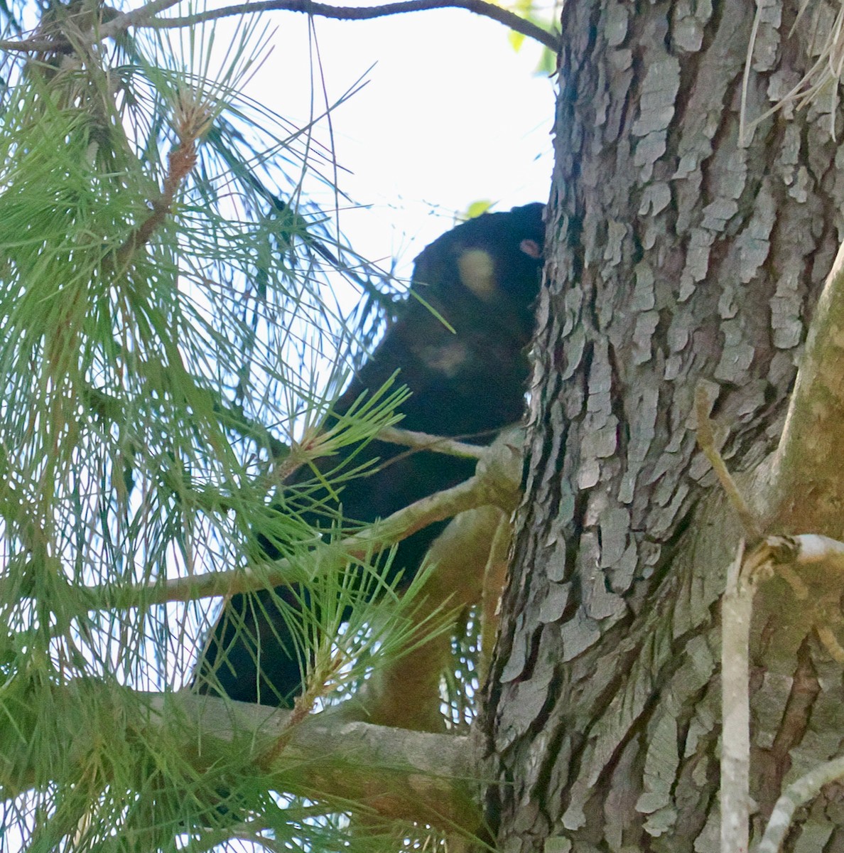 Carnaby's Black-Cockatoo - ML646685933