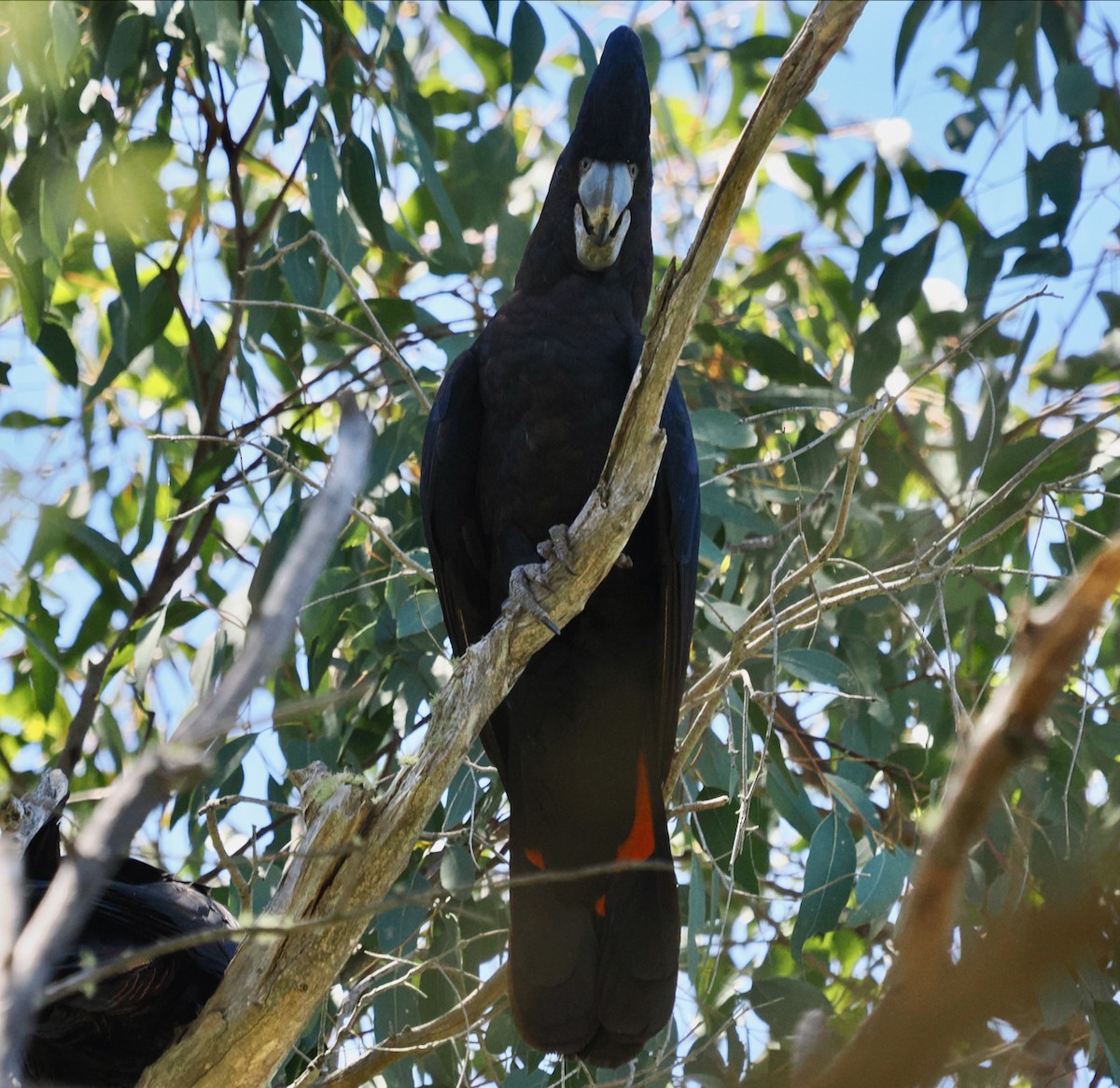Red-tailed Black-Cockatoo - ML646685936