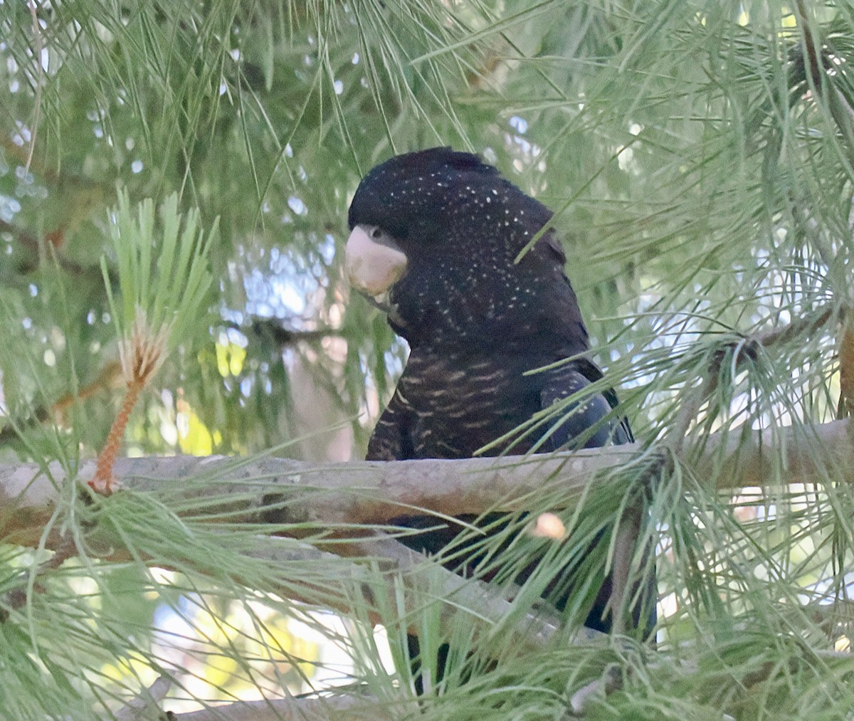 Red-tailed Black-Cockatoo - ML646685937