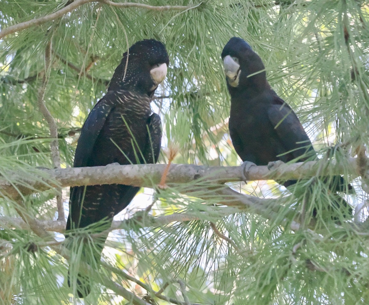 Red-tailed Black-Cockatoo - ML646685938