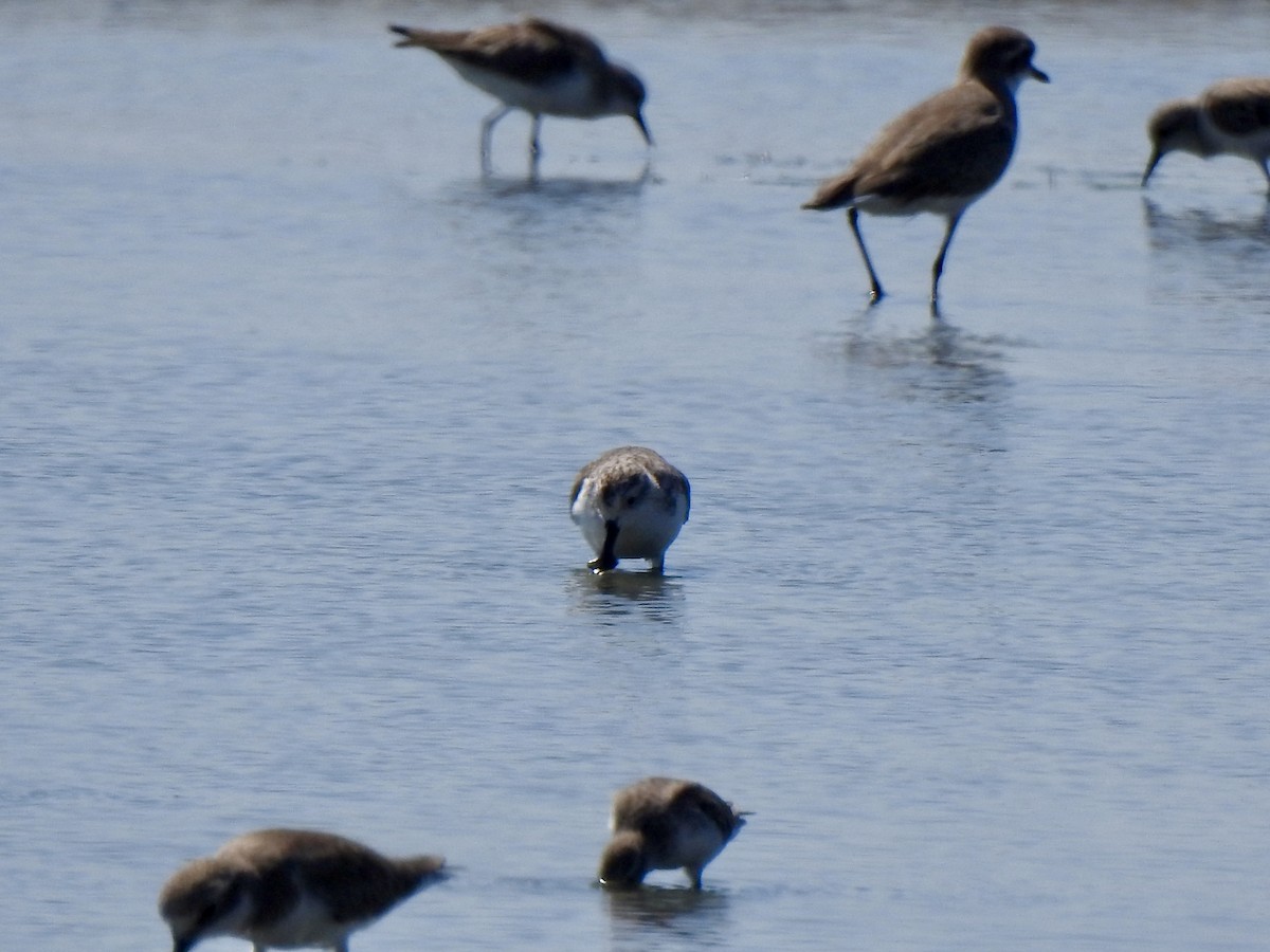 Spoon-billed Sandpiper - ML646685939
