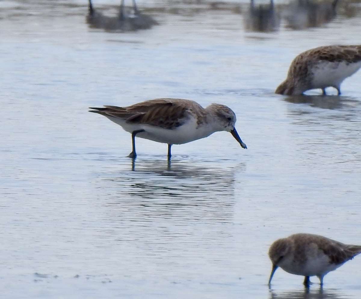 Spoon-billed Sandpiper - ML646685940