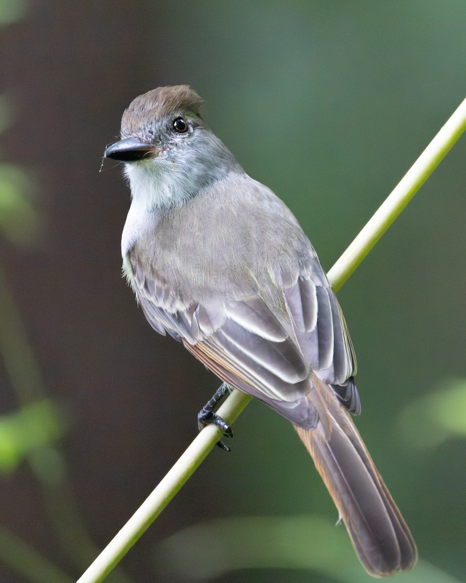 Brown-crested Flycatcher - ML646685941