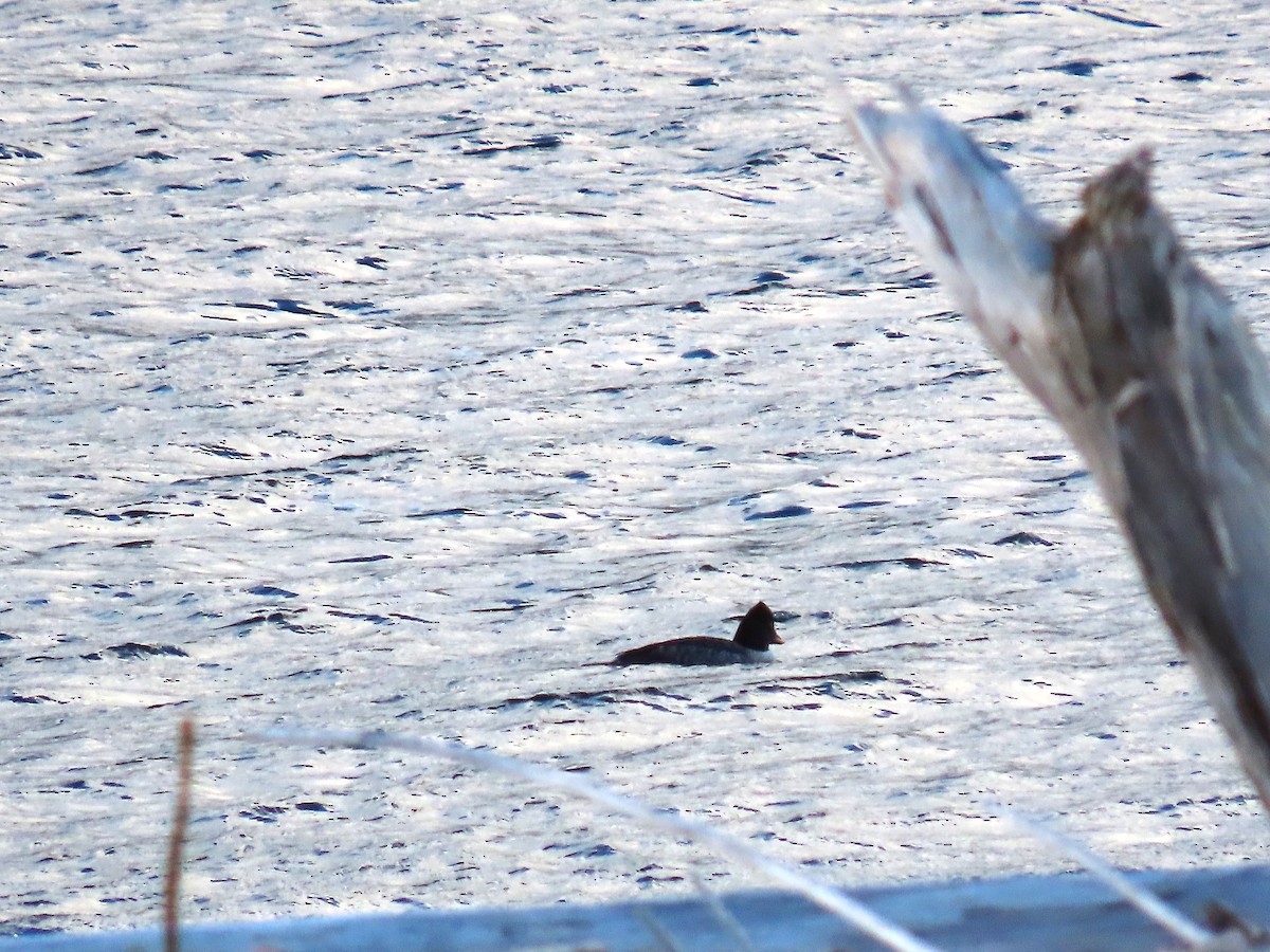Common Goldeneye - ML646685942