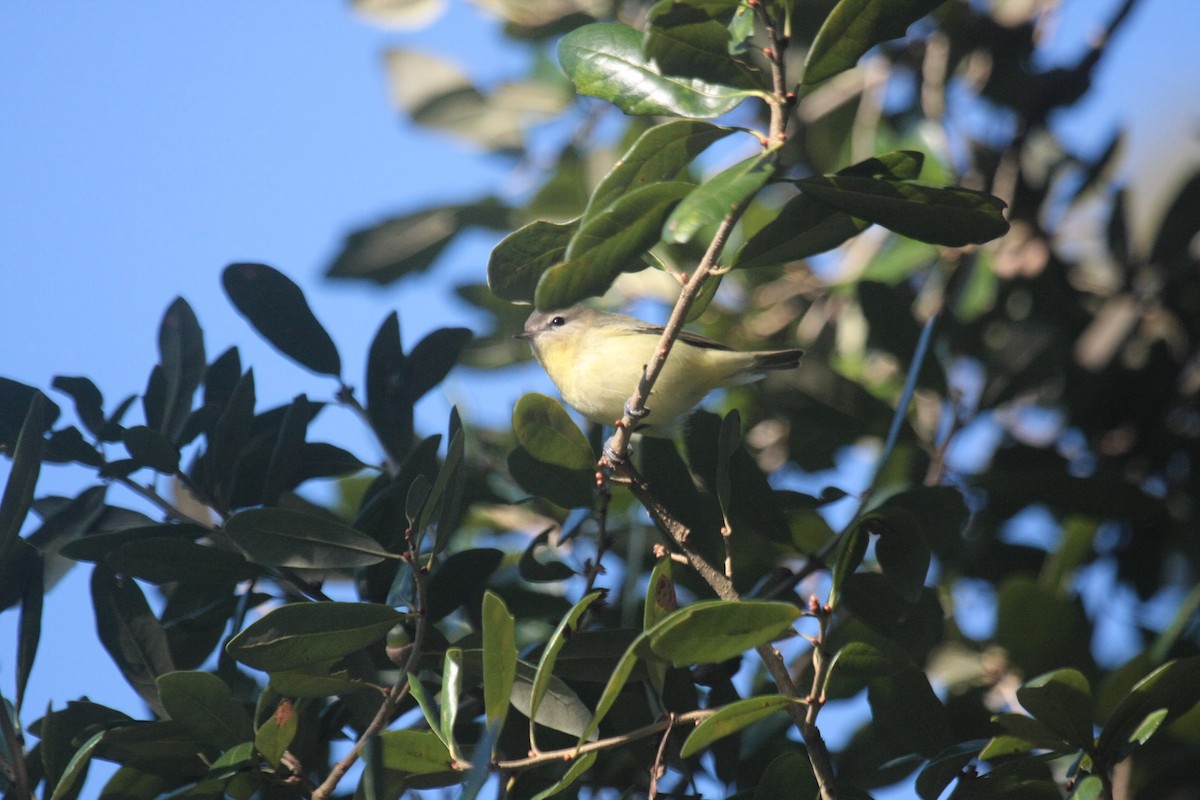 Philadelphia Vireo - ML646685948