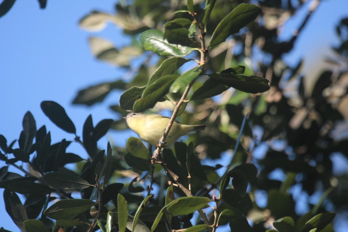 Philadelphia Vireo - ML646685950