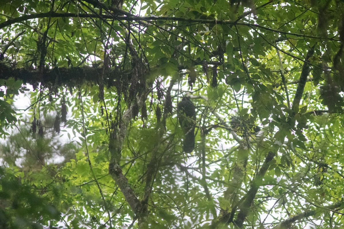 Cauca Guan - ML646685951