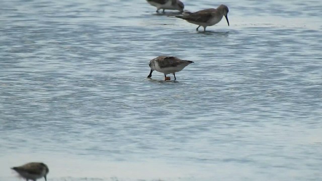 Лопатень - ML646685952