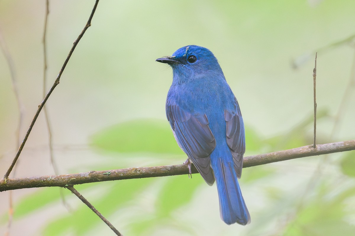 Pale Blue Flycatcher (Unicolored) - ML646685953