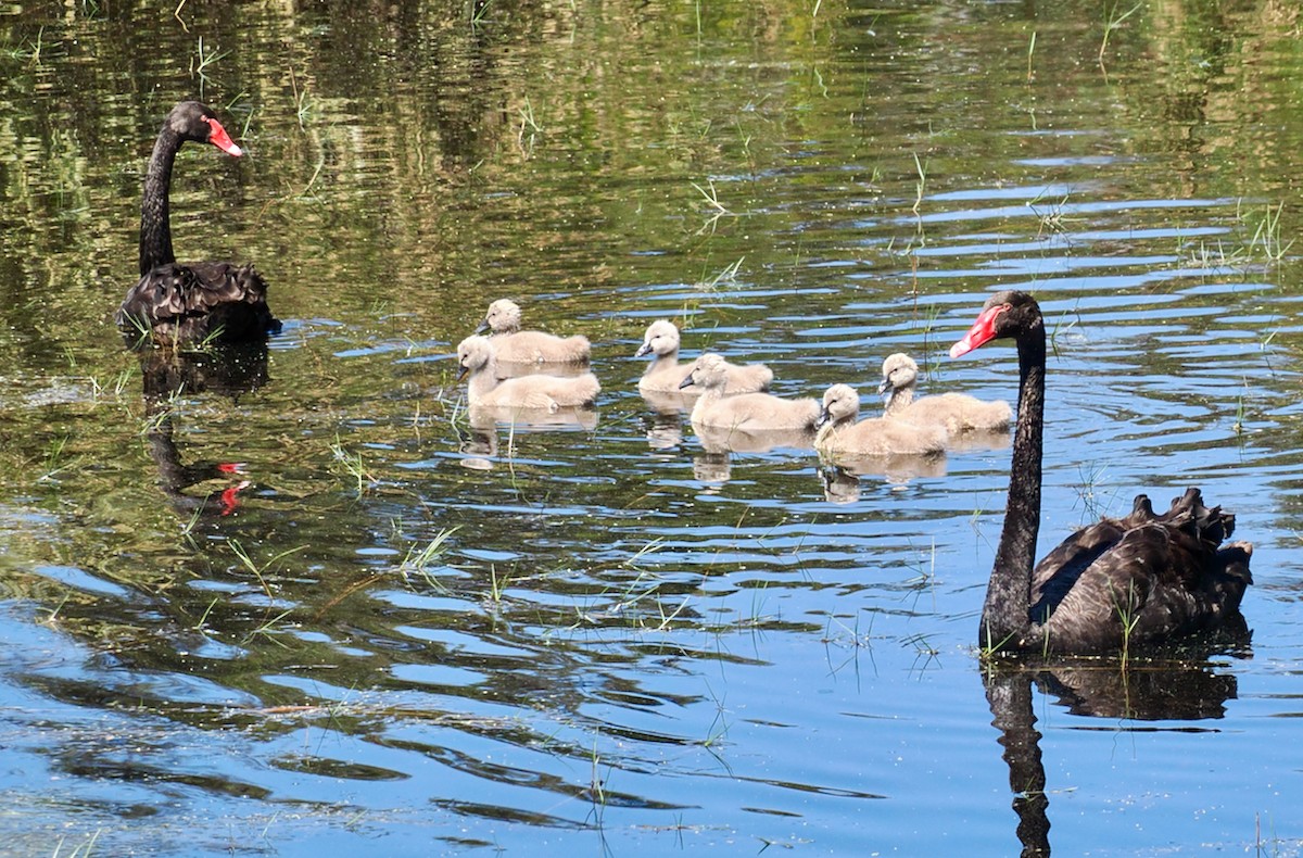 Black Swan - ML646685955