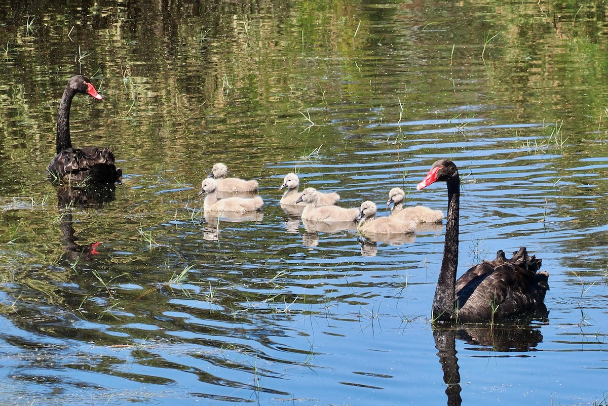 Black Swan - ML646685956