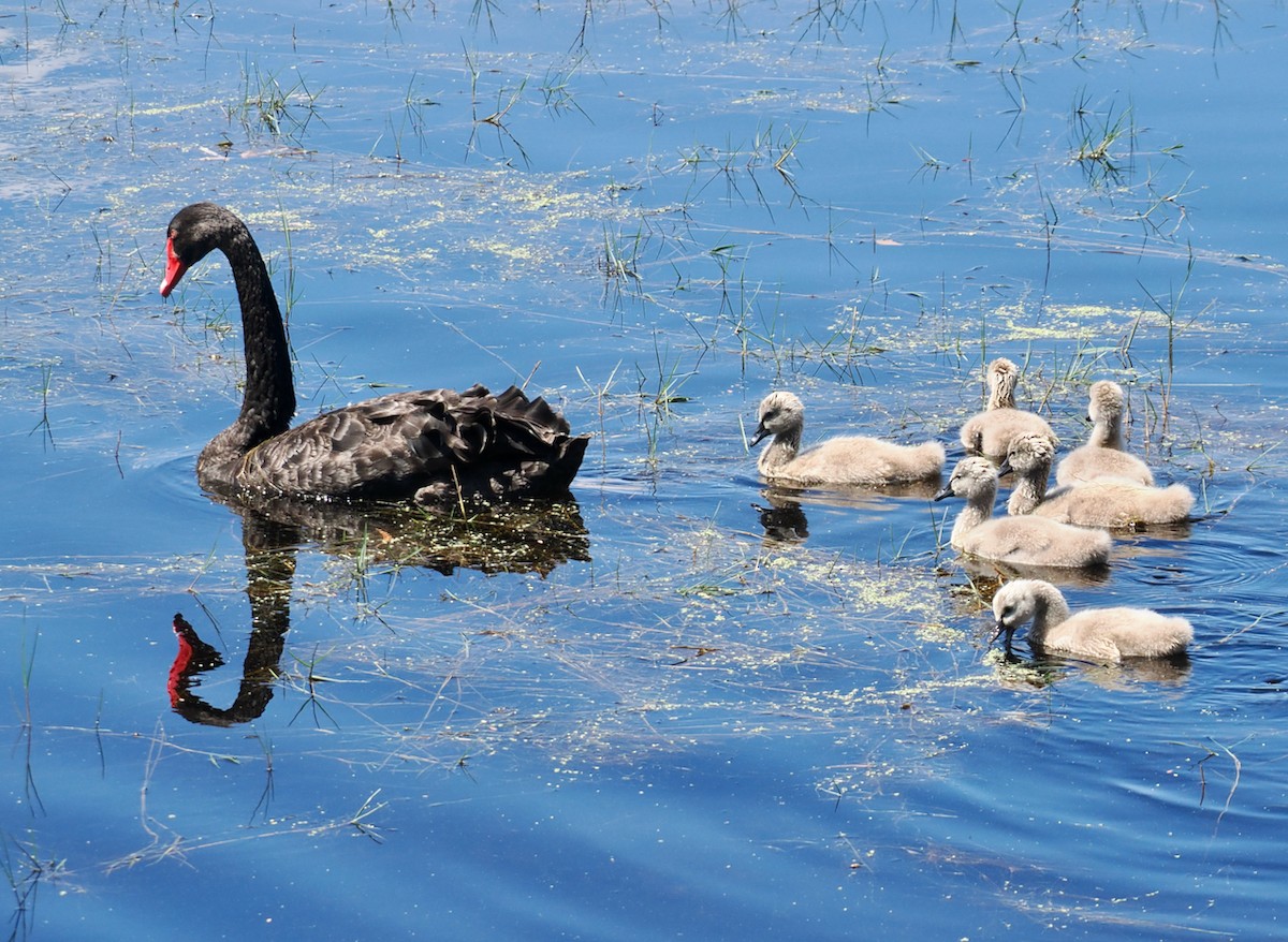 Black Swan - ML646685957