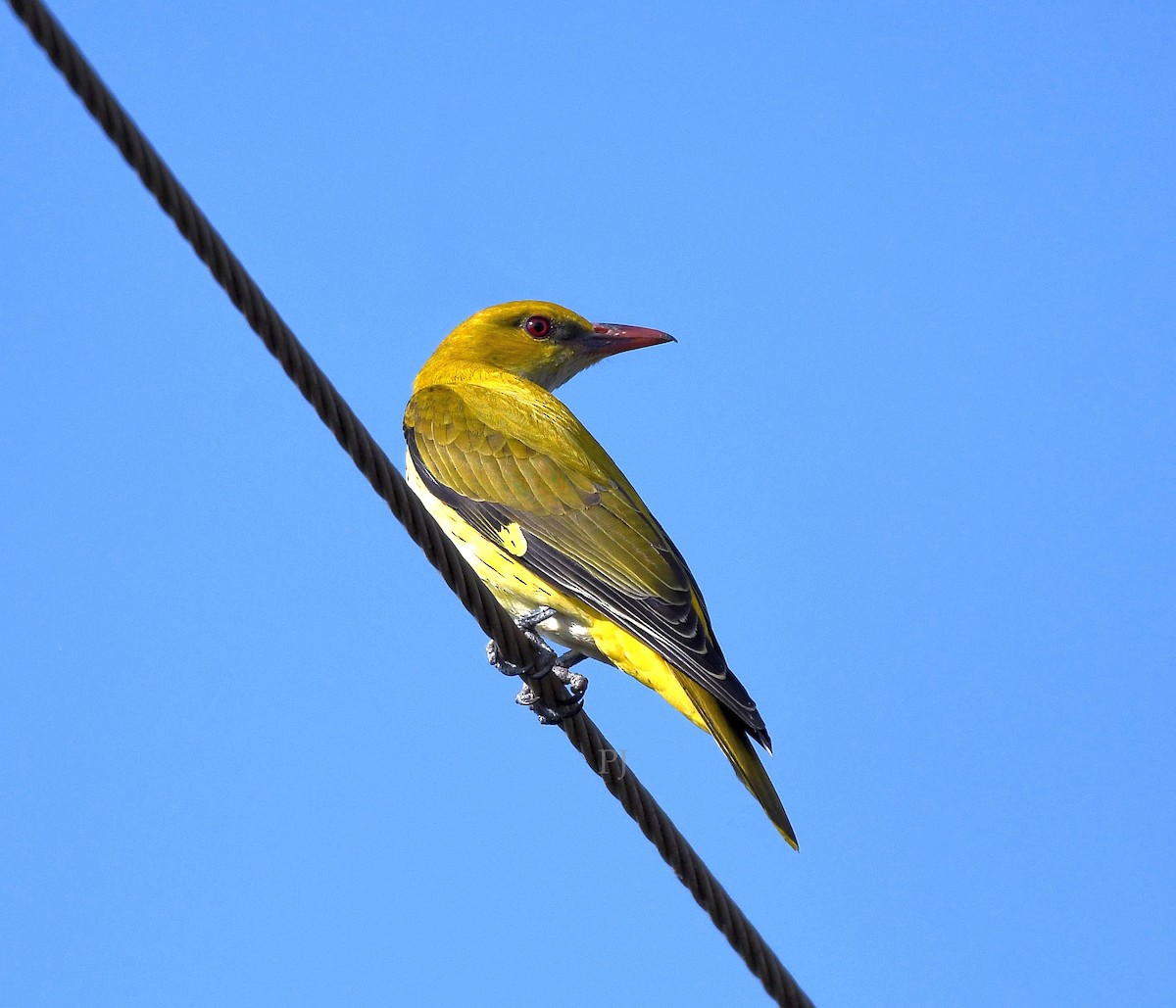 Indian Golden Oriole - ML646685958