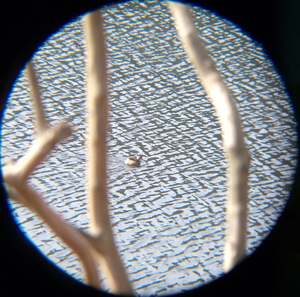 Little Grebe - ML646685960