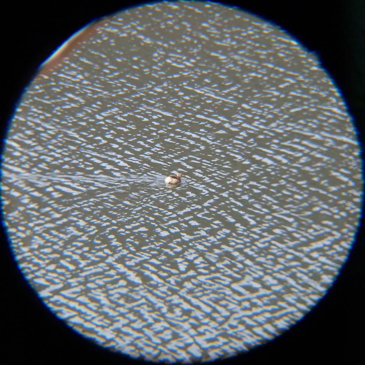 Little Grebe - ML646685961