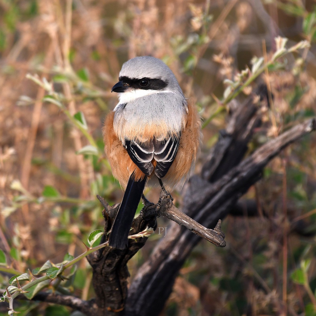 Алаг дунхай - ML646685967