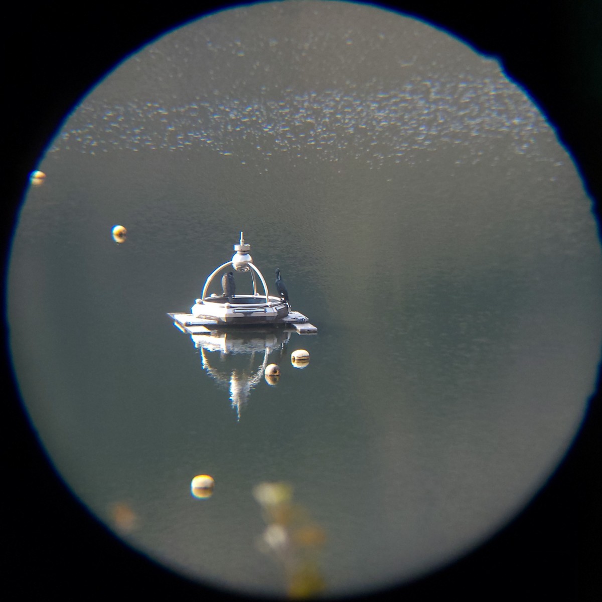 Great Cormorant - ML646685968