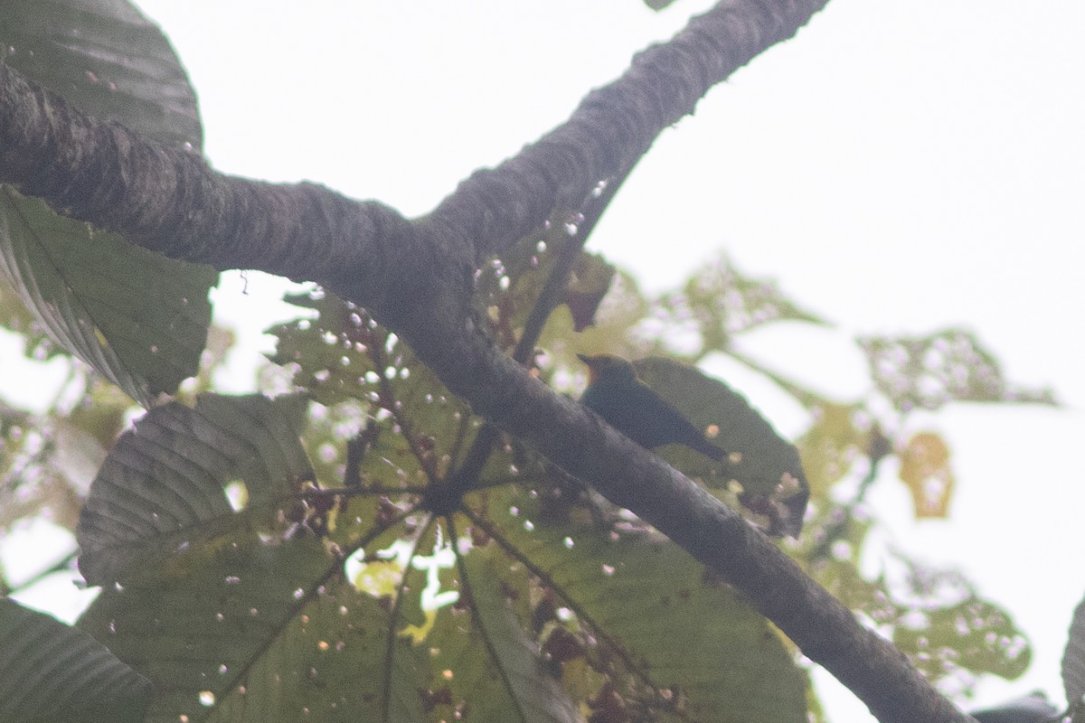 ゴシキエメラルドフウキンチョウ - ML646685969