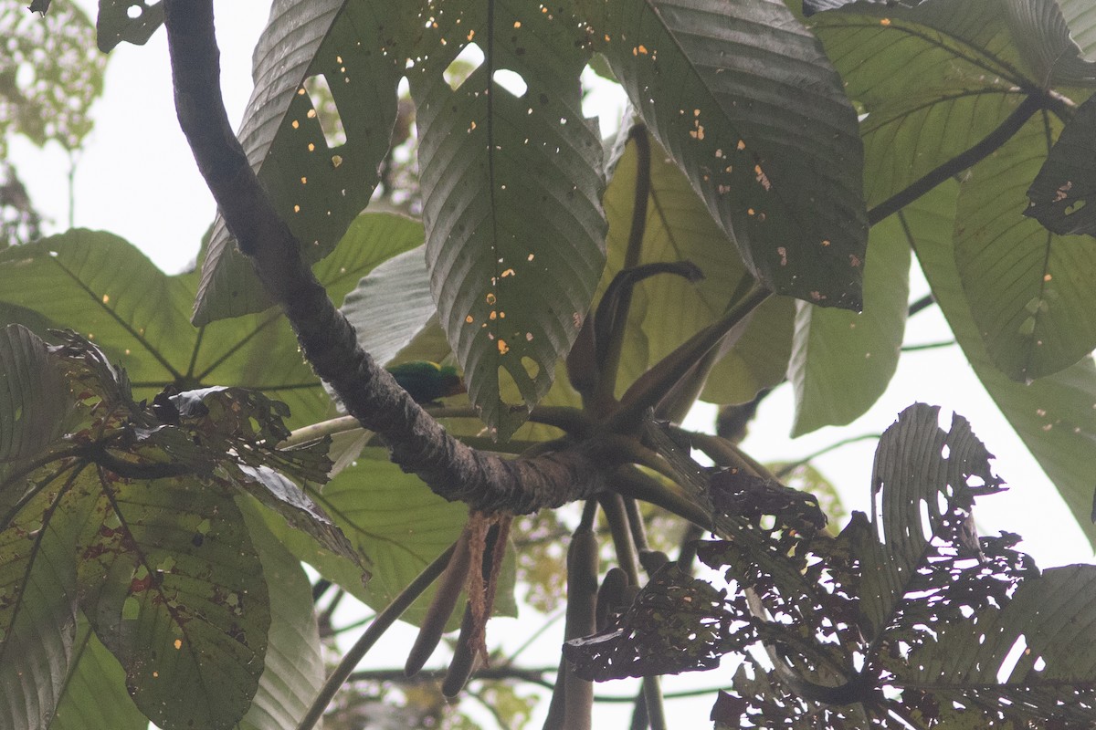 ゴシキエメラルドフウキンチョウ - ML646685970