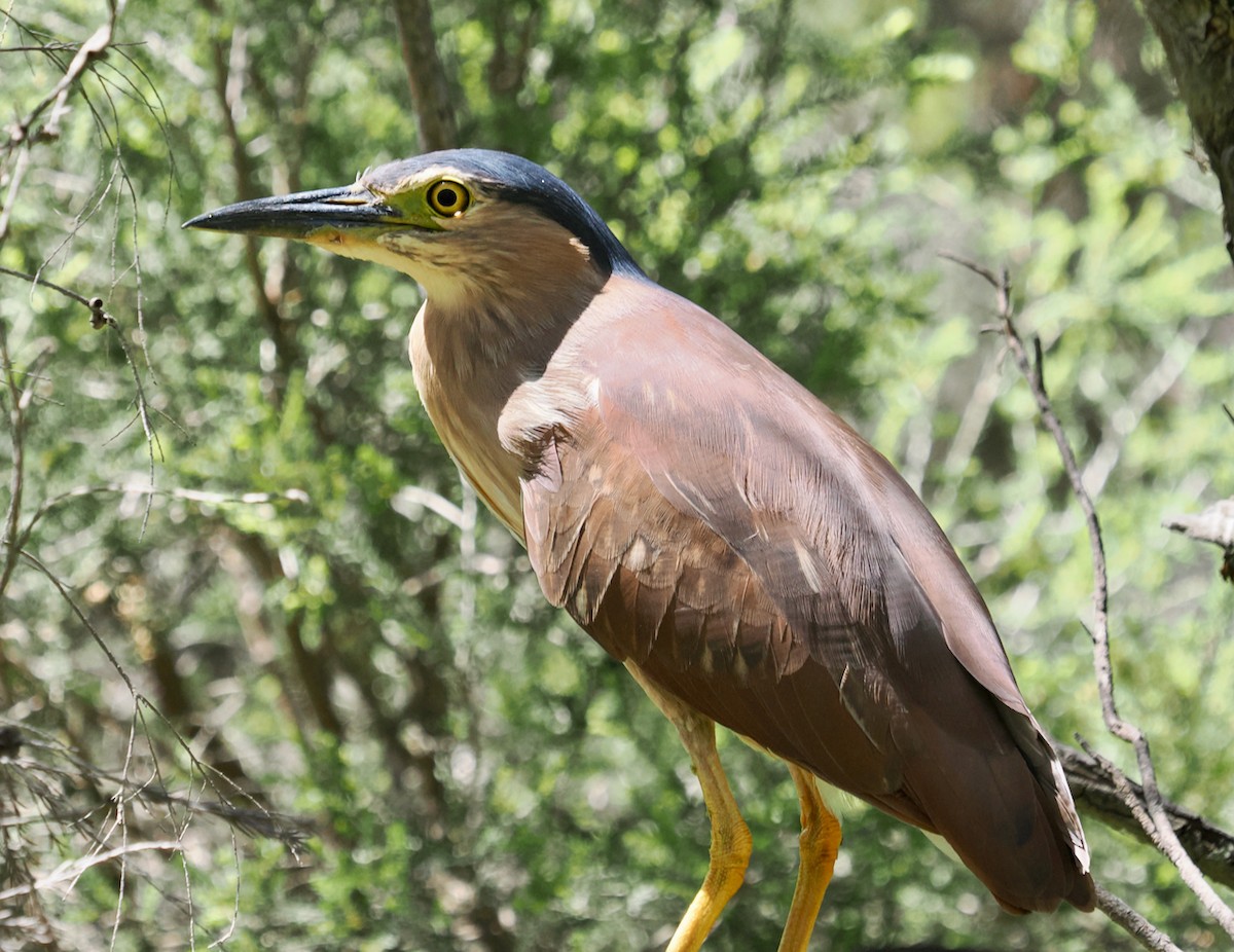 Nankeen Night Heron - ML646685972