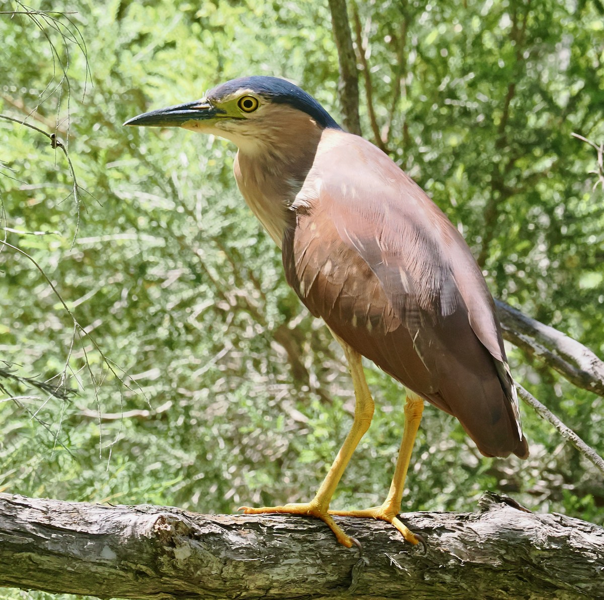 Nankeen Night Heron - ML646685973