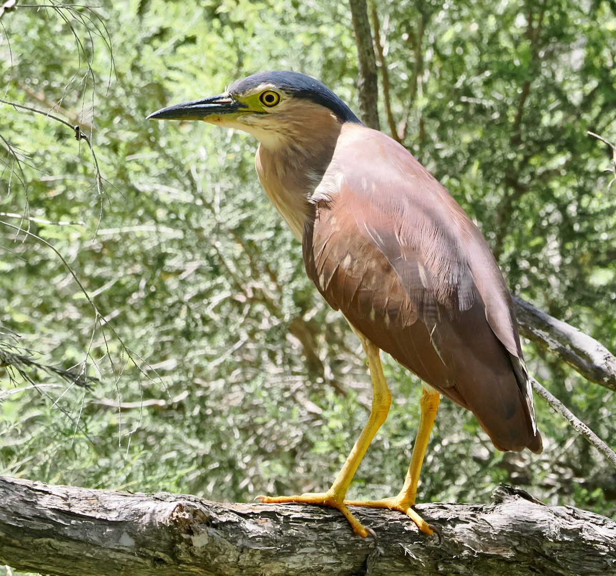 Nankeen Night Heron - ML646685974