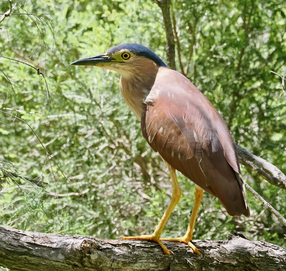 Nankeen Night Heron - ML646685975