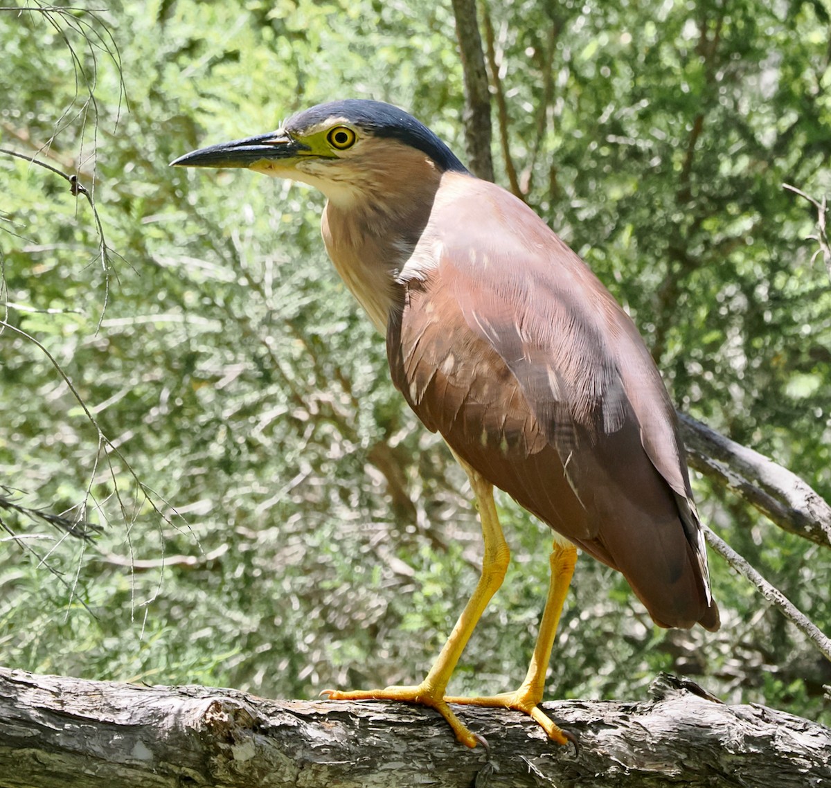 Nankeen Night Heron - ML646685976