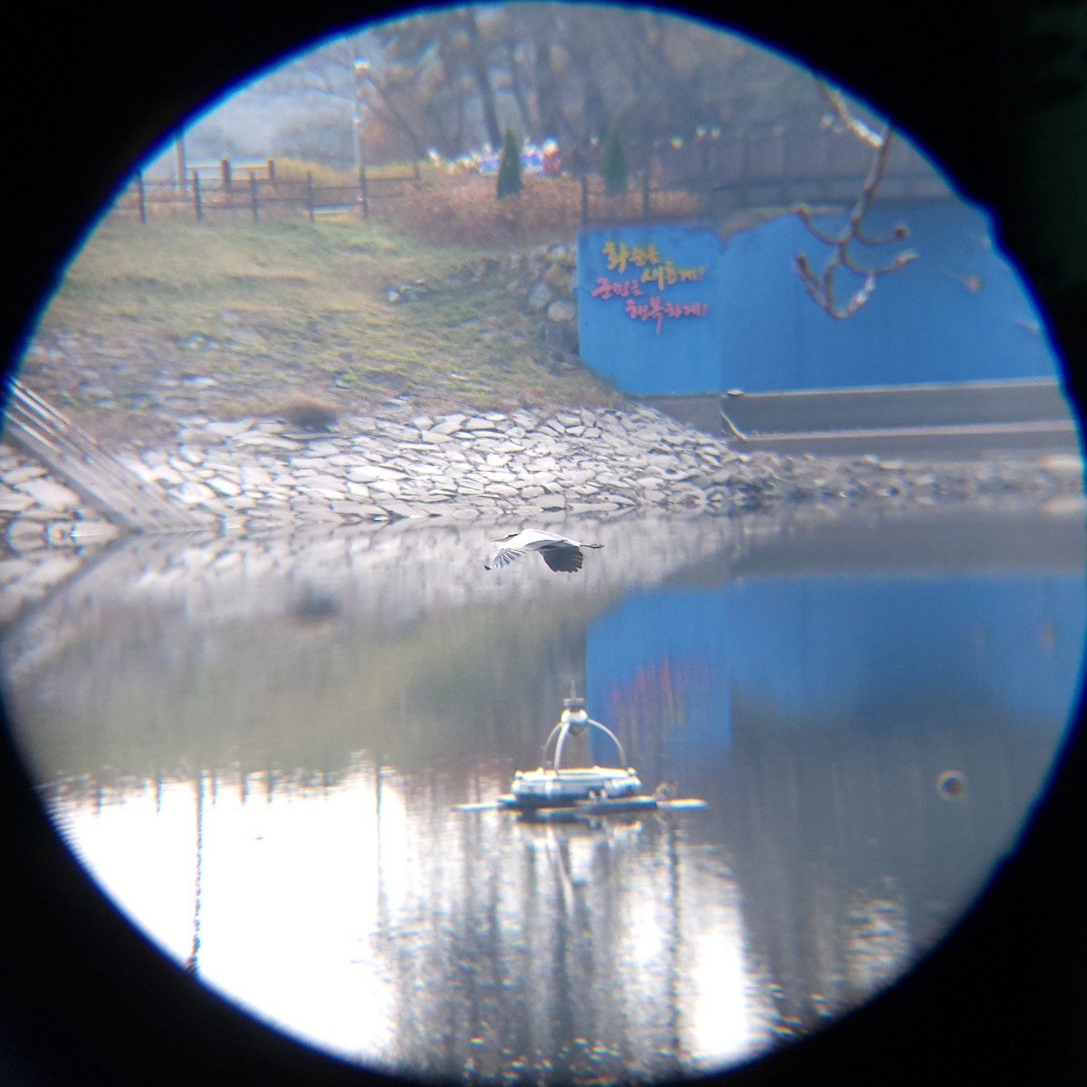 Gray Heron - ML646685977